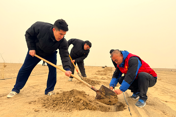 图为工作队员正在栽种玫瑰花苗木 - 副本